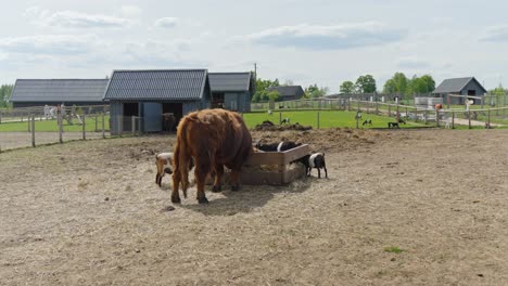 highland cattle and calf grazing at a rural animal farm