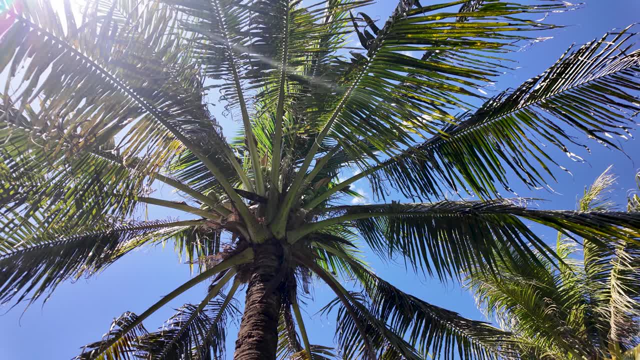 Coconut Palm Trees Against Blue Sky in Vang Vieng Laos Tropical Landscape Vacation Destination