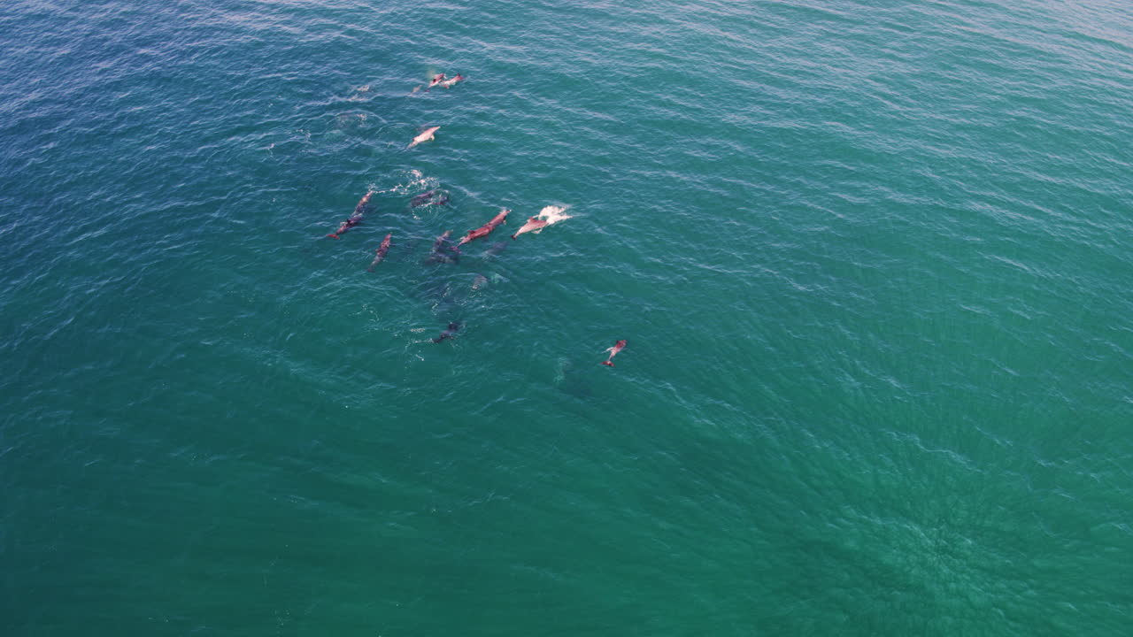 Single dolphin pod swimming calmly at surface of open sea, visible under surface, soft aerial motion
