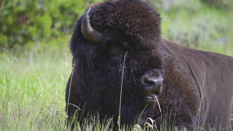 american bison male chewing on grass while lying down, close-up, slowmotion