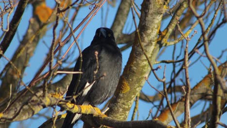 pied currawong perched on bare tree branch clear blue sky australia, victoria, gippsland, maffra close up
