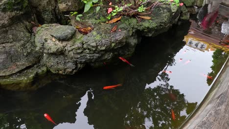 peces koi nadando en un estanque del templo