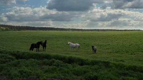 Wild-Horses-On-Green-Field-At-Sunset-In-Warmia,-Poland---aerial-pullback