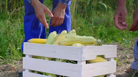 sección baja de los agricultores que llevan una caja llena de mazorcas de maíz
