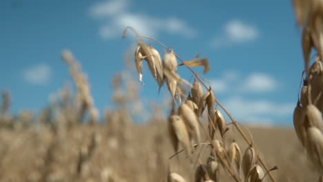 mature oats on a sloping stem sway in the wind against a blue sky, static no people footage