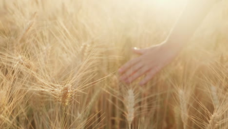 farmer's hand over wheat field at sunset