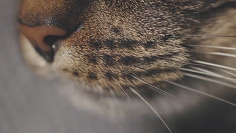 close up view of a cat whisker and mouth