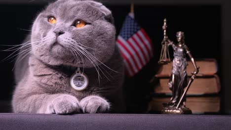 an adorable gray cat is positioned in a legal setting beautifully showcasing a justice symbol a charming gray cat poses in a legal environment surrounded by books a lady justice statue and an american flag