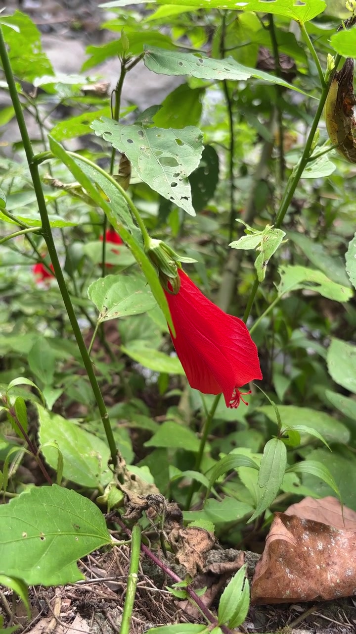 Fiore di ibisco rosso vibrante che sboccia in un giardino lussureggiante