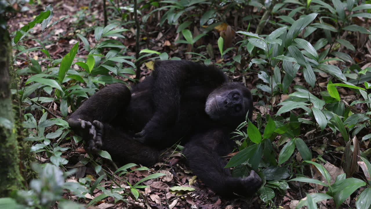 chimpancé poniendo hojas en el suelo del bosque del parque nacional de kibale en uganda, áfrica