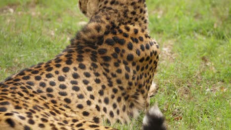 tilt down and tilt up of spotted cheetah back laying in grass, kragga kamma