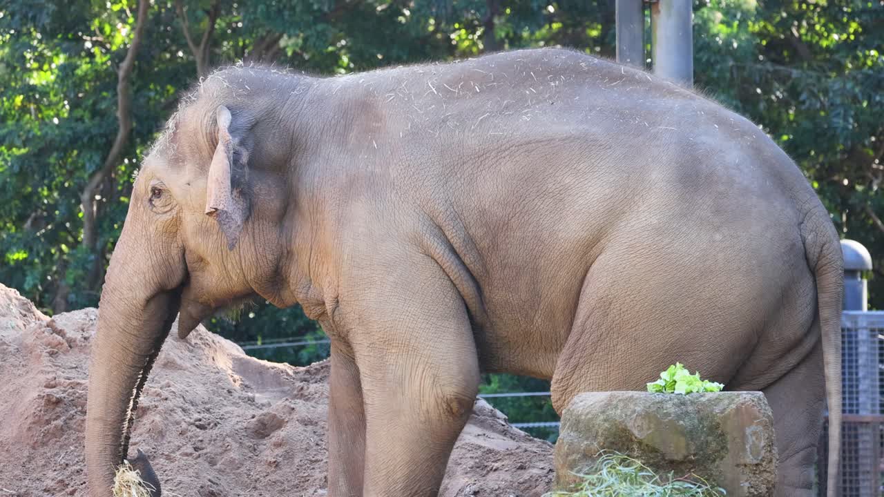 un elefante caminando en su recinto del zoológico