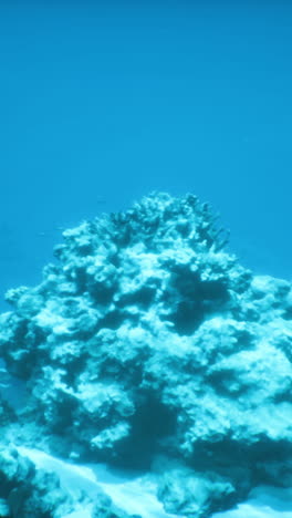 stunning coral reef underwater