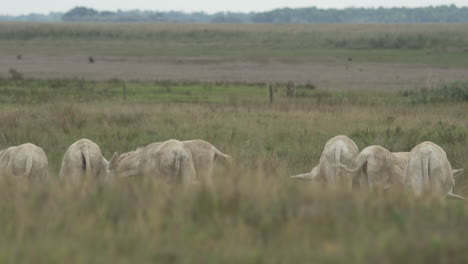 seven white donkeys