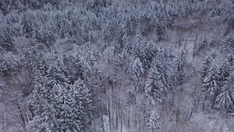 Aerial-view-of-a-dark-snow-covered-forest-on-a-cloudy-day