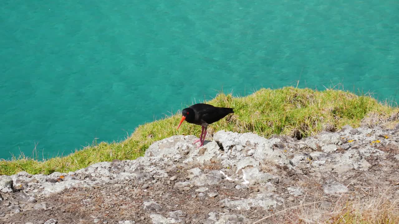 tiro de seguimiento de pájaro tropical negro salvaje con pico naranja de pie en el borde de la roca y gritando durante el día soleado - agua cristalina del océano de la bahía de los espíritus en el fondo