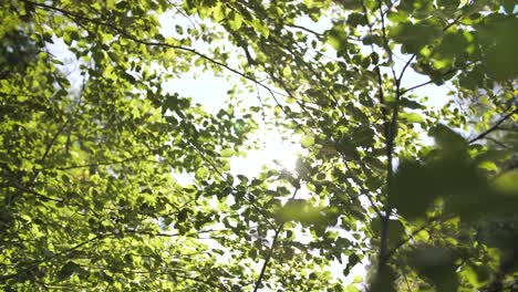 sunlight shining through green tree branches with foreground leaves