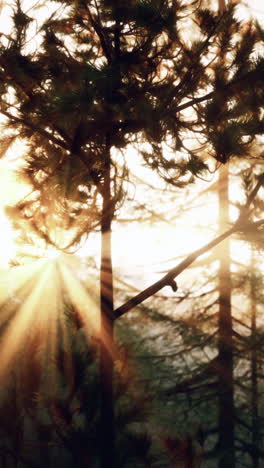 sunbeams filtering through pine trees in a forest