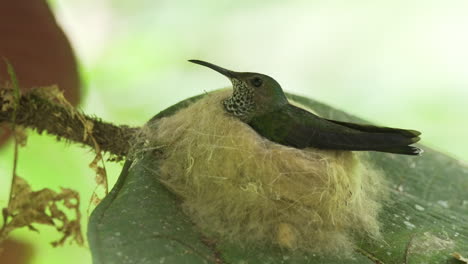 Beautiful-female-White-necked-Jacobin-hummingbird-incubating-eggs-on-U-shaped-nest,-close-up