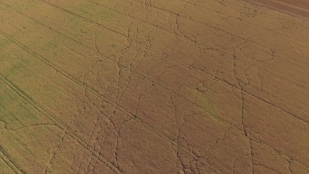 Traces Of Wild Forest Animals Left In Agricultural Fields On A Sunny Summer Day. Aerial Arc Right
