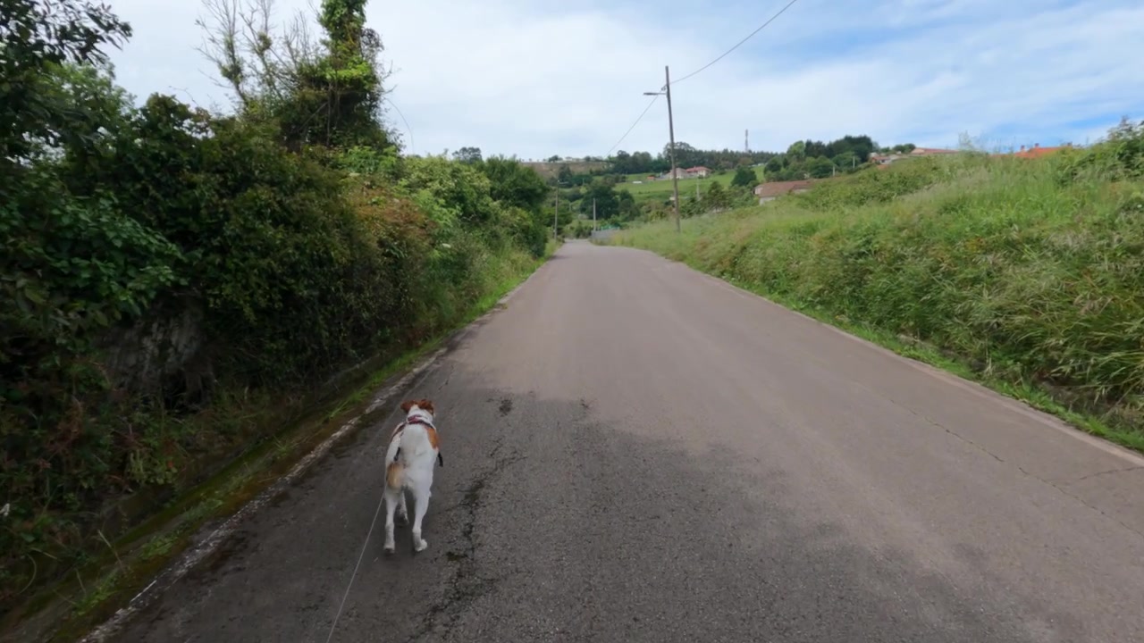 Perro caminando por un camino rural vacío bordeado de vegetación verde cerca de Gijón, España.