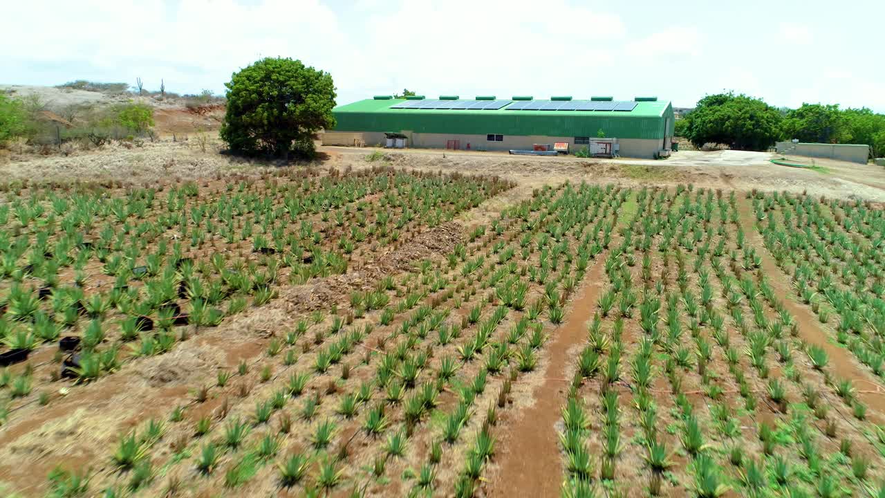 4k 드론이 알로에 베라 농장 플랜테이션, 배경에 태양 전지판이 있는 산업 건물 위를 날고 있습니다.