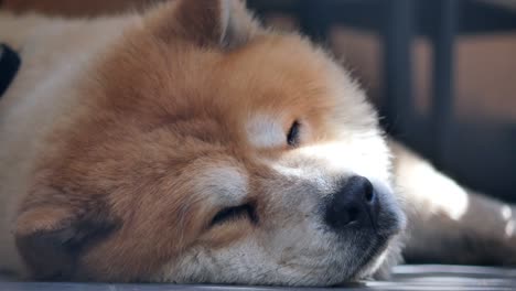 sleepy dog