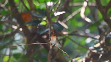 mugimaki flycatcher, female, ficedula mugimaki, khao yai national park, thailand