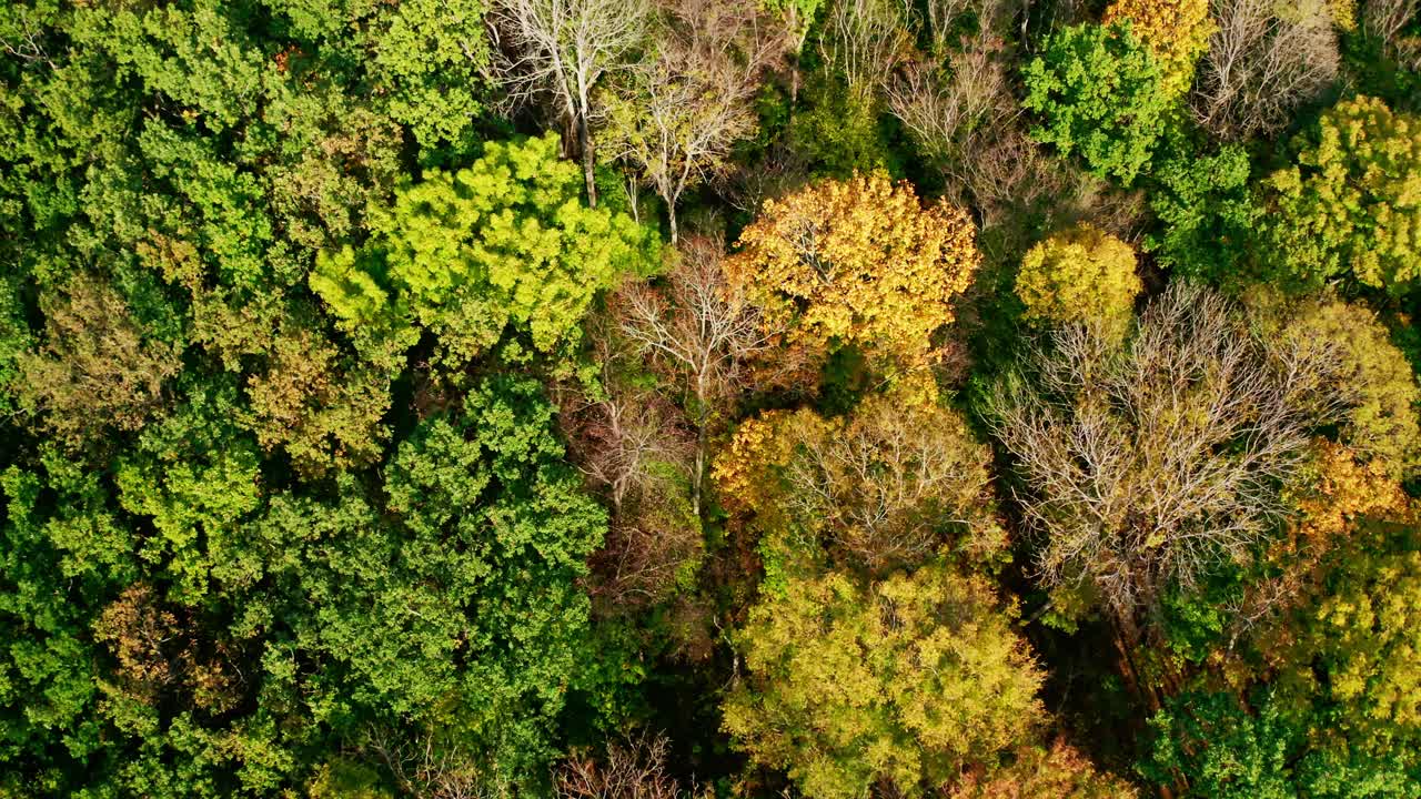 Nature background of bright colors of trees. Deciduous forest in fall season. Colorful top trees at sunny daytime. Top aerial view.