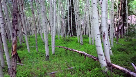 aspen trees groove forest green summer colorado rocky mountains aerial drone gimbal smooth slowly back telluride airport ridgway last dollar road ouray silverton san juan mount sneffels wilson peak