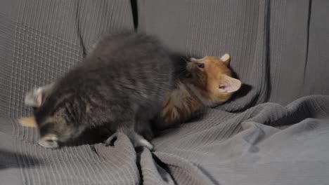 toma en cámara lenta de gatitos jugando entre ellos en un sofá