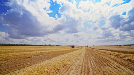 yellow and brown field after gathering wheat under the cloudy sky. seasonal works of harvesting grains in the countryside.