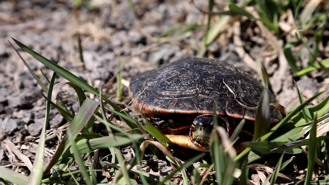 Painted turtle basking in the summer grass and sun