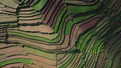 Aerial-view-of-terrace-farming-fields-landscape,-Rice-paddy,-Garlic,-potato,-and-carrot-farmlands