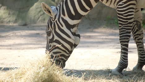 A Zebra Grazes on Green Grass in a Zoo Showcasing Its Stripes. In this video, a zebra grazes on green grass in a zoo enclosure, highlighting its black and white stripes while foraging peacefully