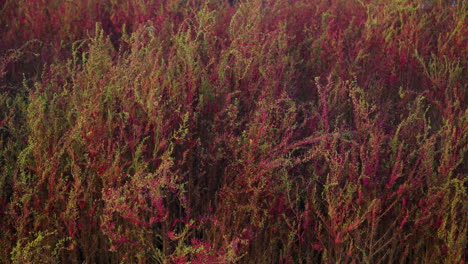 oversaturated herbaceous seepweed at gaetgol ecological park in siheung, south korea