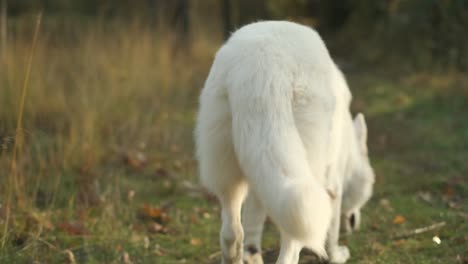 Behind-4k-shot-of-a-white-dog-sniffing-in-a-forrest-during-Fall