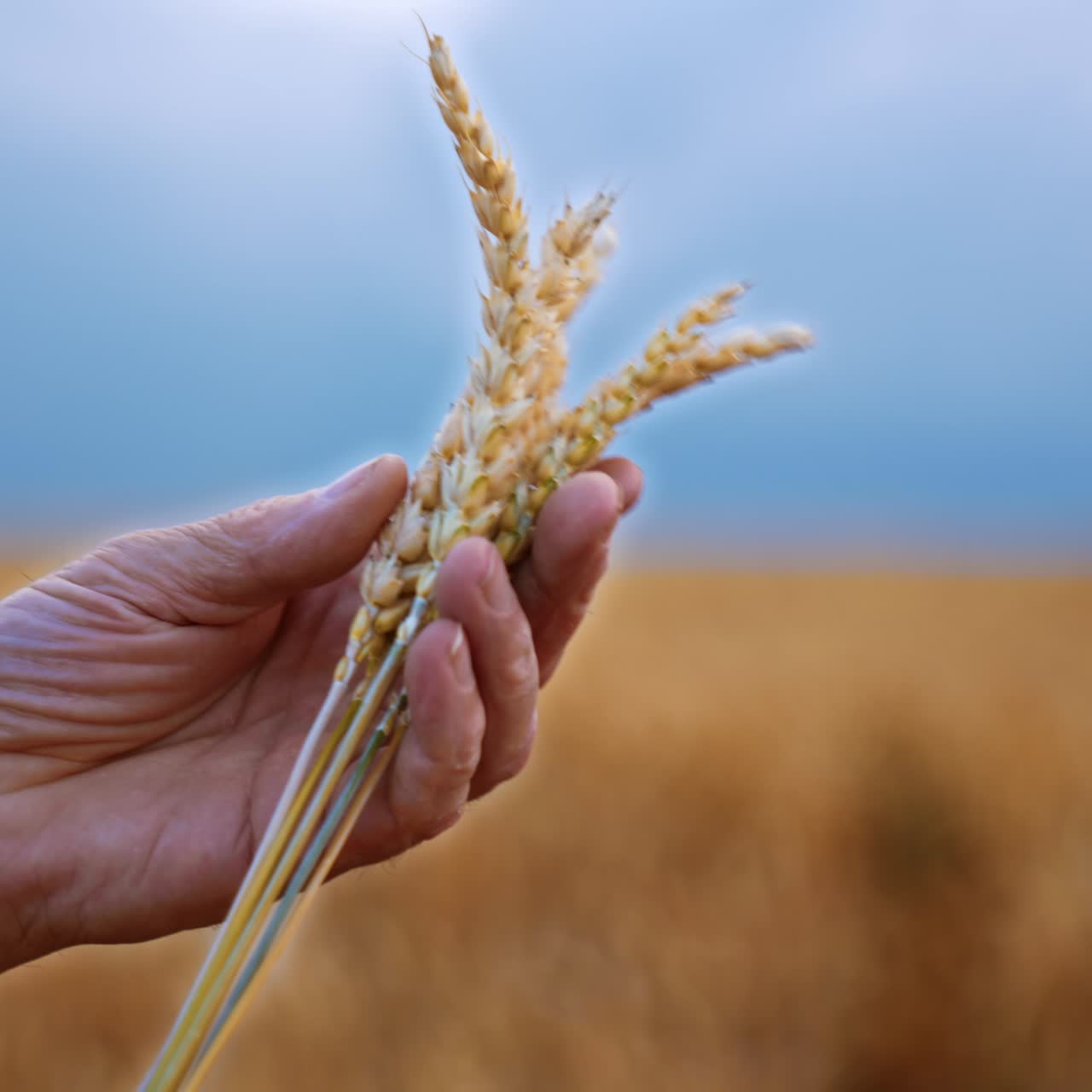 A few dry ripe yellow spikelets in the hands of old man. Beautiful wheat field under blue skies at backdrop in blur