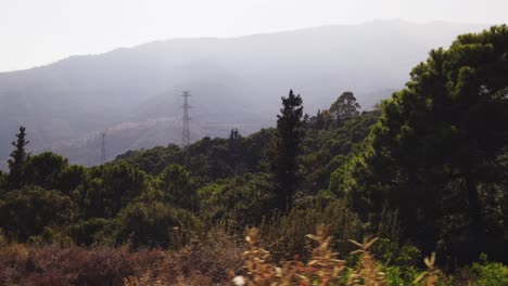 Forest-trees-with-trucking-right-and-changing-perspective