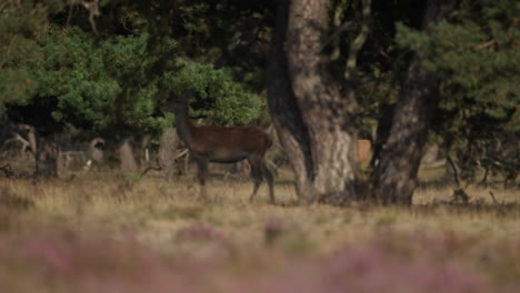 red deer stag trots in toward where hinds stand in shade of trees, the rut