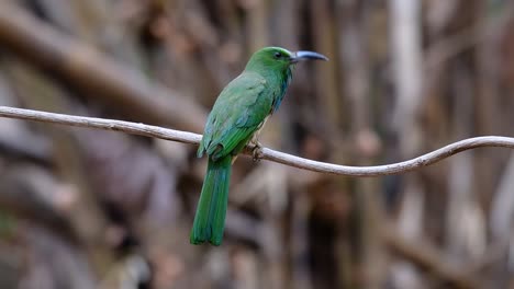 The-Blue-bearded-Bee-eater-is-found-in-the-Malayan-peninsula-including-Thailand-at-particular-forest-clearings