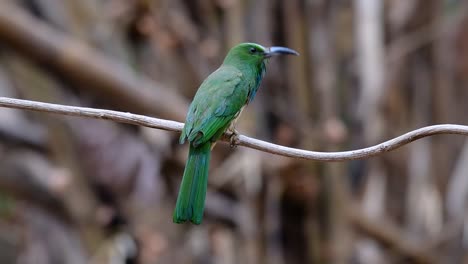el abejaruco de barba azul se encuentra en la península de malaya, incluida tailandia, en claros de bosques particulares