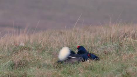 Männliches-Birkhuhn-Auf-Seinem-Frühlings-Lek,-Das-Einen-Vogel-Zeigt,-Der-Sich-Mit-Einem-Einzelnen-Weibchen-In-Einem-Hektischen-Flügelschlag-Paart