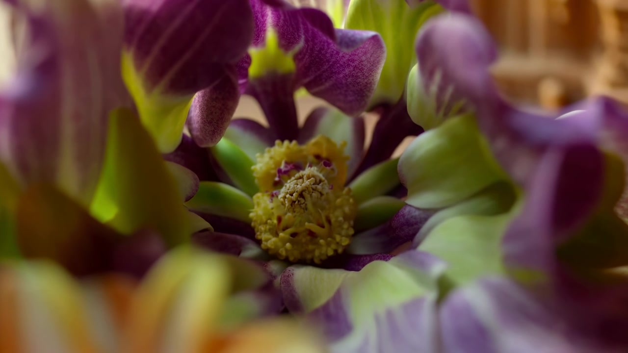Vista macro floreale con petali sovrapposti viola, magenta, verdi e giallo tenue attorno a un fiore centrale dettagliato, catturata con messa a fuoco ridotta, luce calda interna, bokeh cremoso e un'estetica decorativa raffinata