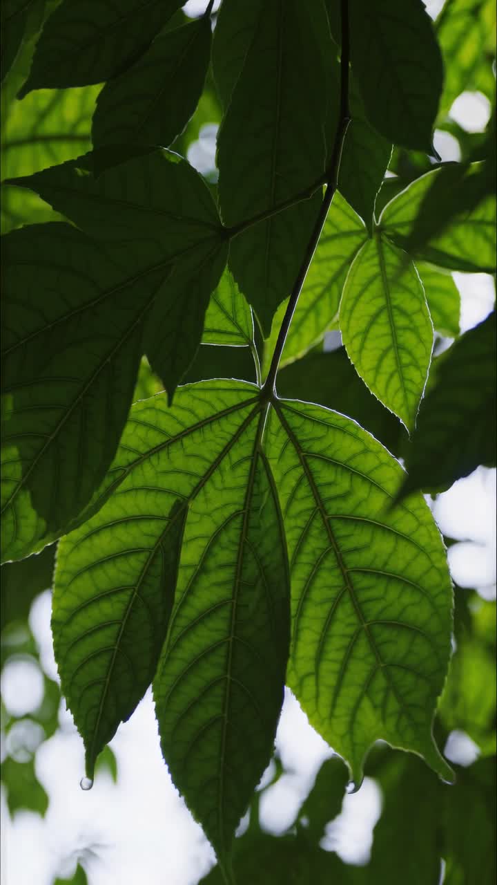 Close-up video shot of vibrant green leaves from a low angle, highlighting their texture and veins