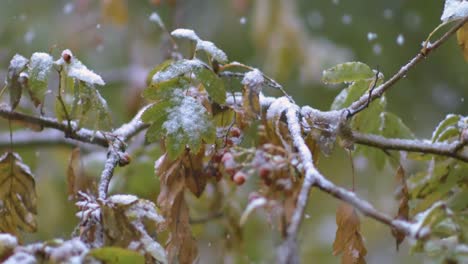 the first autumn snow falls on the leaves of the tree. shot on super slow motion camera 1000 fps.