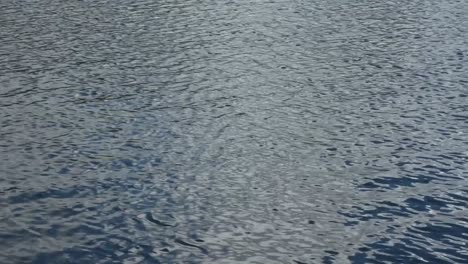 on the freshwater surface, water is moving by the wind making waves