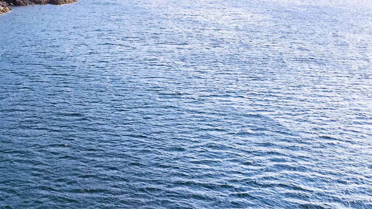 A seabird glides above tranquil blue ocean water, gentle ripples under natural daylight, wide shot
