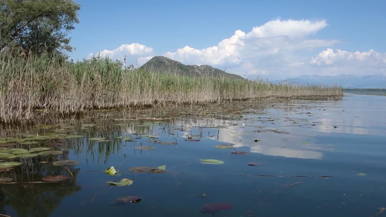 lily pads and reeds on Lake Skadar shore, in Montenegro, Southern Europe
