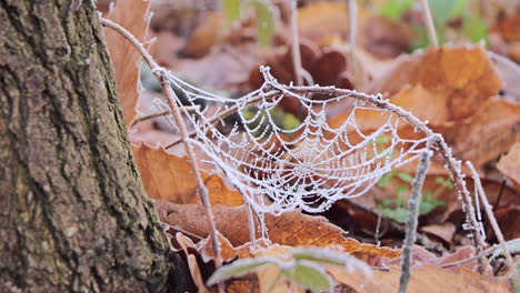 Spinnennetz,-Spinnennetz,-Ebenerdig-Gemacht-Und-Zu-Beginn-Der-Wintersaison-Mit-Schnee-Bedeckt